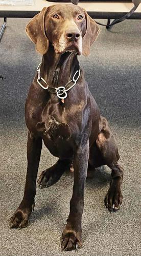 Tallassee Police Department to receive body armor for K9 Blek