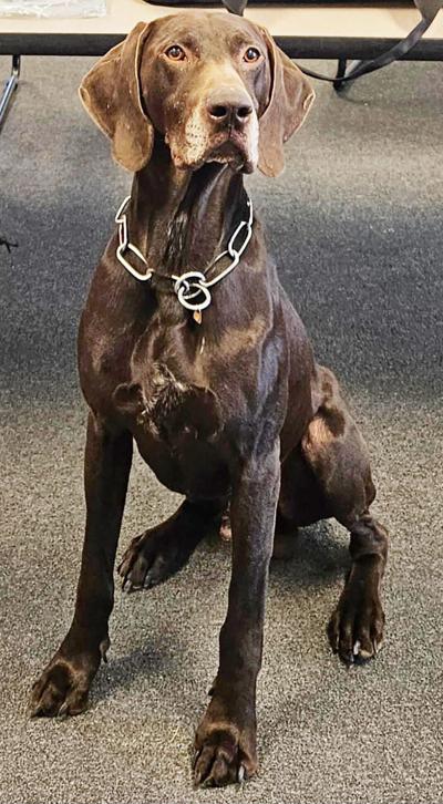 Tallassee Police Department to receive body armor for K9 Blek