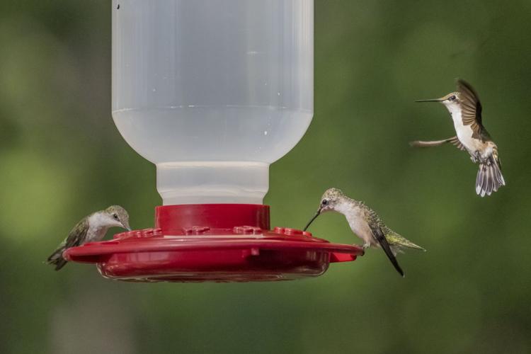 Hundreds of Hummingbirds