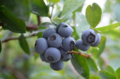 Mix it up for year-round berries