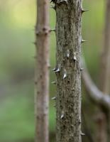 Devil's Walking Stick