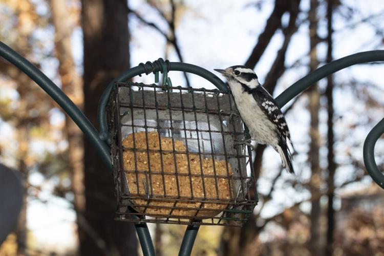 Winter Feeding