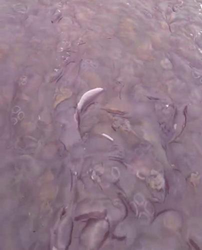 Family on fishing trip sail into massive ‘sea of jellyfish’