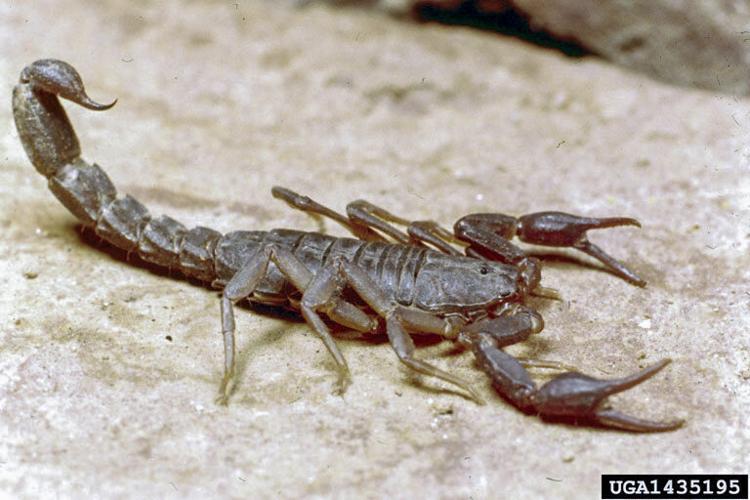 Winter Pests