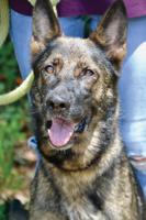 Local group finds special homes for rescue shepherds