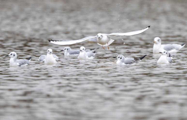 Bonaparte's Gull