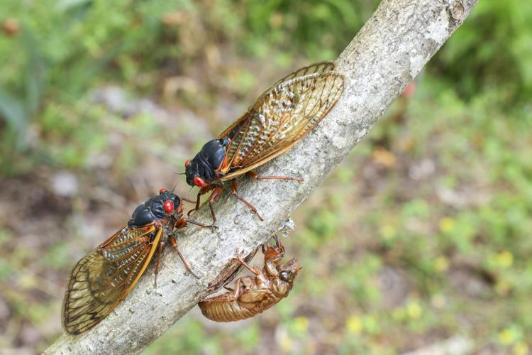 The Buzz of Periodical Cicadas