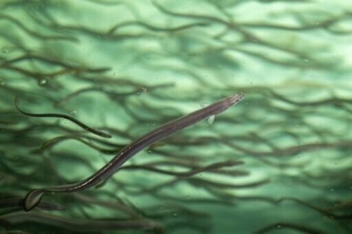 Eel populations are falling worldwide, scientists say, due to pollution, destruction of wetlands and fishing