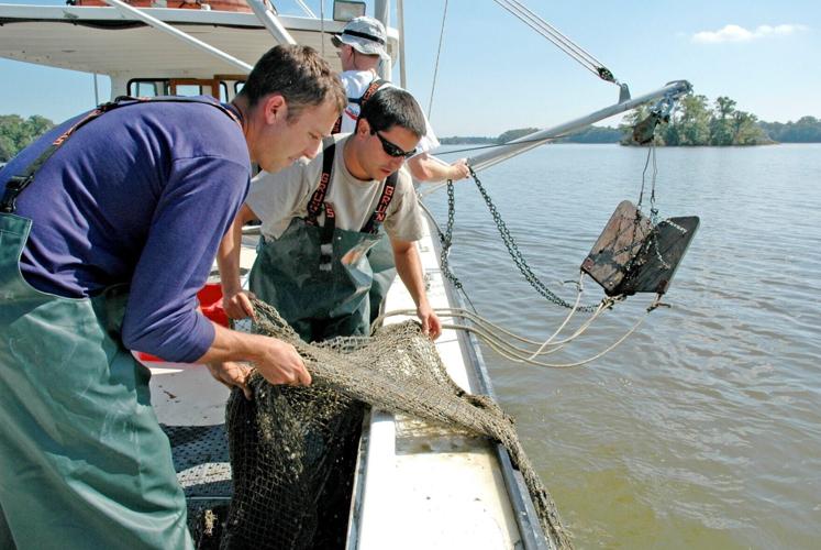 Young blue crabs hide in the shallows to avoid being eaten by cannibal cousins