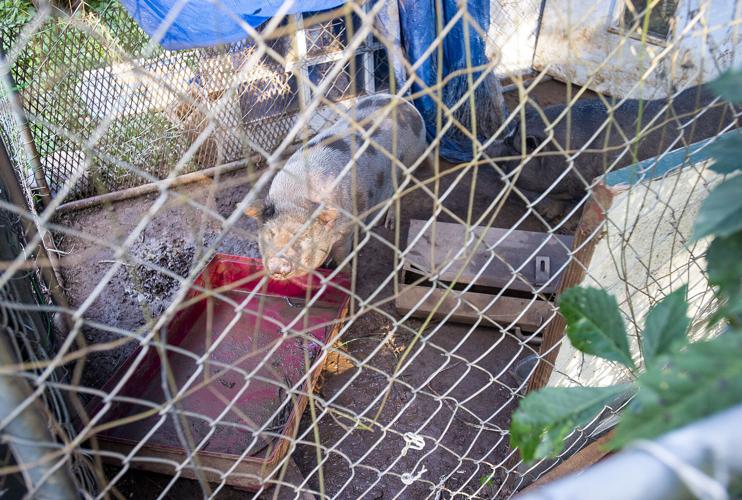16 cats, 14 dogs, 3 pigs, 1 duck seized in Dadeville animal cruelty case