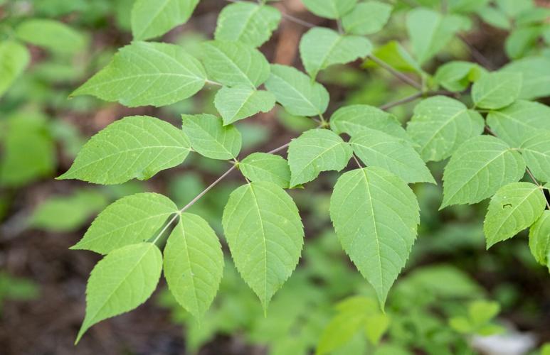 Devil's Walking Stick