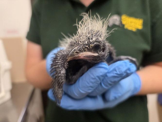 Baby bird which looks like a skunk hand reared at wildlife park.