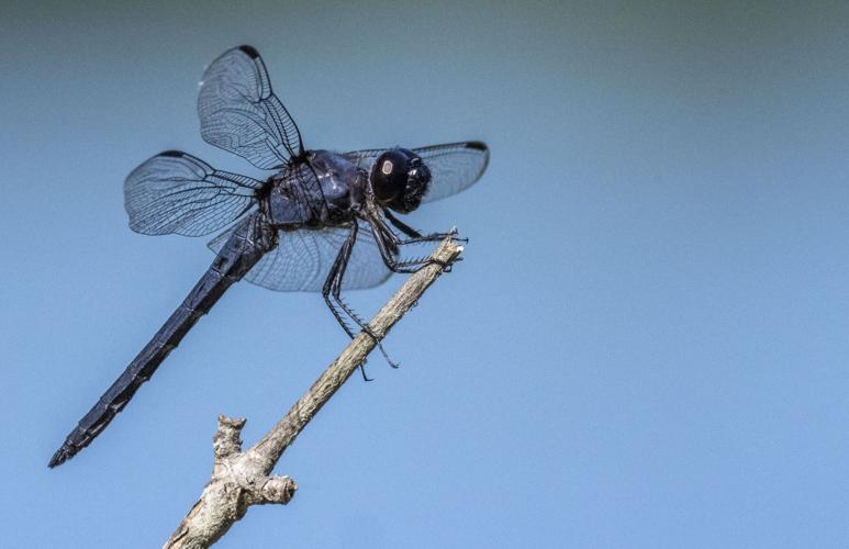 Slaty Skimmer