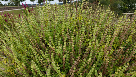 Save seeds to create a memorable garden