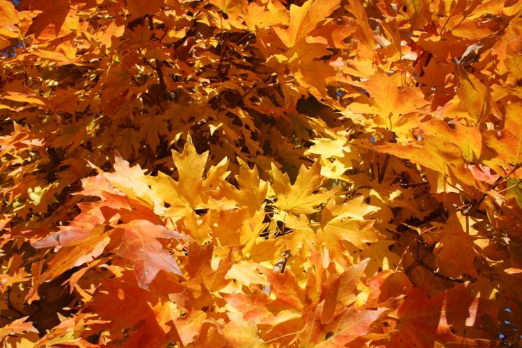Fall Color
