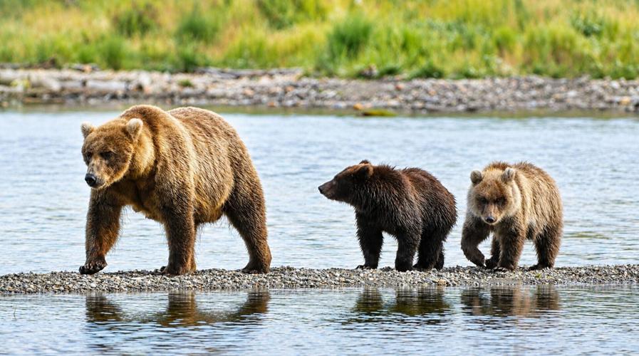 Fat Bear Week returns to pick Alaska’s bulkiest bear