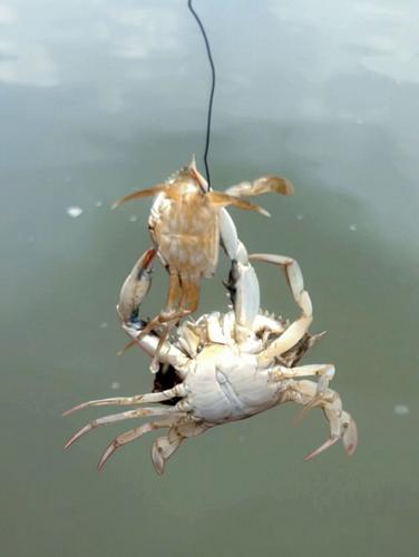 Young blue crabs hide in the shallows to avoid being eaten by cannibal cousins