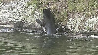 Wandering black bear creates a buzz in its trek across county