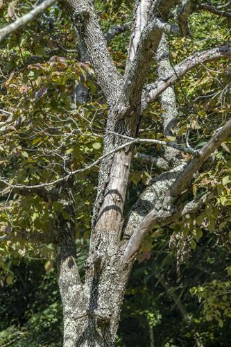 Decline of the Dogwoods