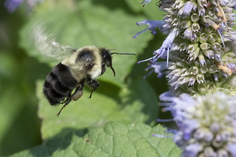 Common Eastern Bumble Bee