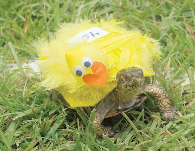 Turtle racing event that used to attract large crowd would celebrate 40 years this month