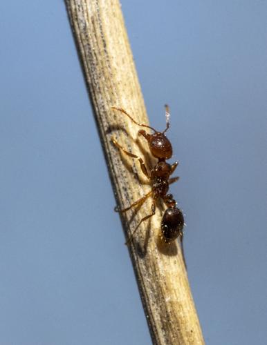 The Invasion of the Fire Ants