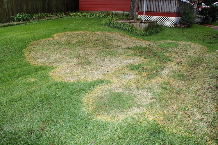 Green lawns don't just grow on trees