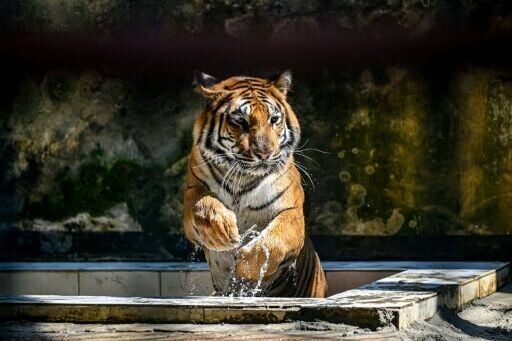 A Royal Bengal tiger cools off from the heat inside the Bangladesh National Zoo in Dhaka on April 7, 2026