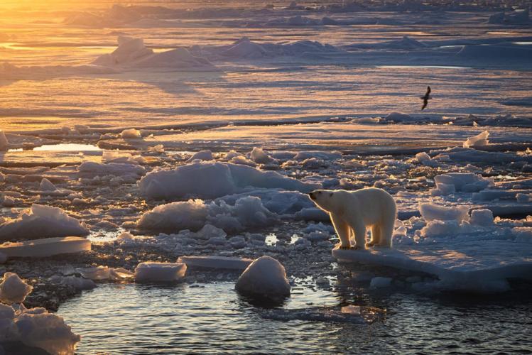 Polar bears in better physical shape than 25 years ago despite sea ice losses