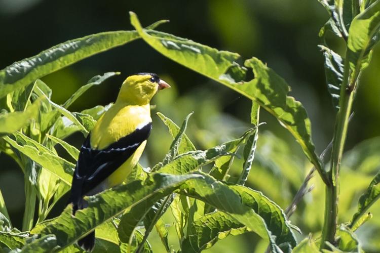 American Goldfinch