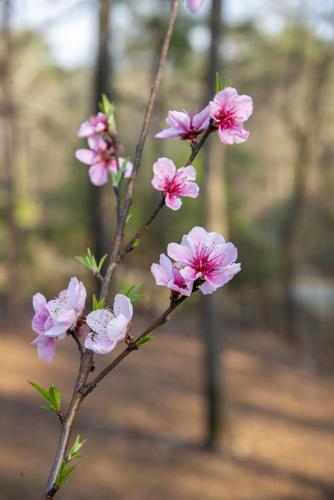 20260304_Poosa Brand Bee_edit_19.jpg