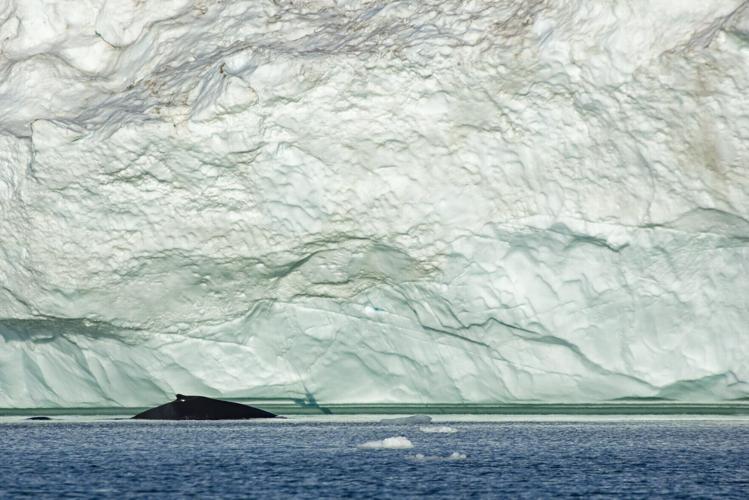 Whales drawn to “feeding frenzies” within Arctic Circle by warming waters