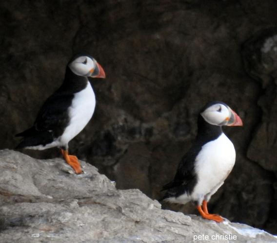 First puffin chick spotted in over 30 years at last colony on UK’s south coast