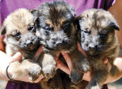 Local group finds special homes for rescue shepherds
