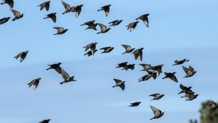 Starlings