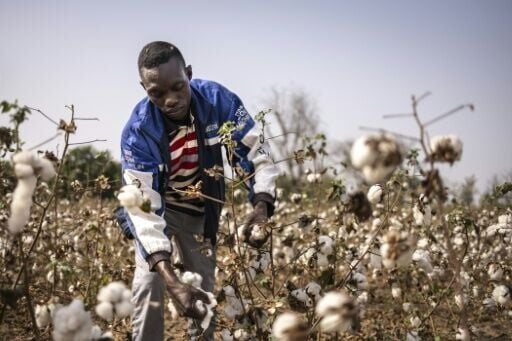 Africa's cotton industry is in focus at the WTO ministerial conference