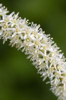 Virginia Sweetspire