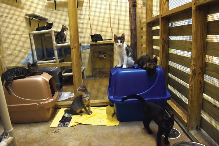 Humane shelter took in more than 4,000 animals last year