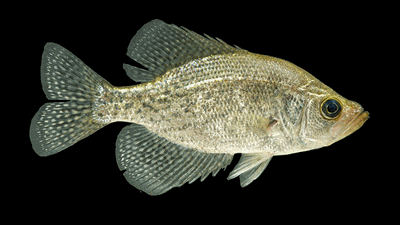 Crappie