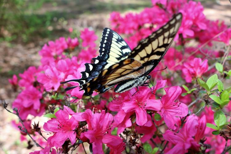 The best flowers to attract butterflies