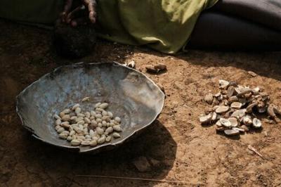 A woman sorts the fruit of the kudra plant to prepare a meal at a camp for displaced people in Kadugli