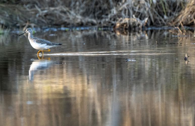 Greater Yellowlegs