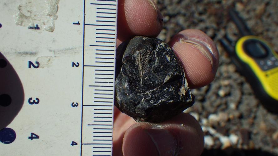 Feather preserved in dinosaur dung could explain why birds survived mass extinction