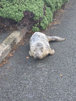 Baby seal found relaxing in hotel parking lot