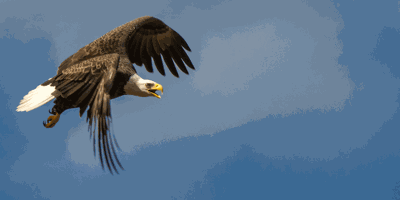 Nature of the Lake: The Majestic Bald Eagle