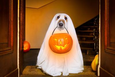 Avoid a Fright on Halloween Night - safety tips from ALEA
