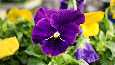 Pretty Pansy