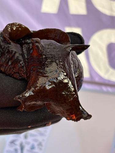 Rare alien-like creature washes up on UK beaches due to warmer climate