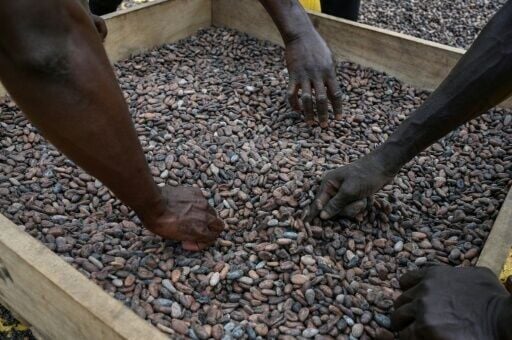 Workers drying and sifting cocoa beans in the Divo Cooperative in Ivory Coast