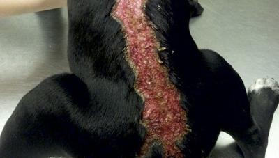 Motor oil never a remedy for mange